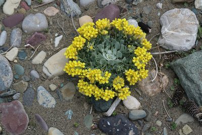 Physaria didymocarpa, photographed by John W. Hancock