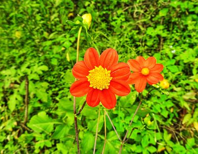 Dahlia coccinea, photographed by Oscar Alejandro Morales Juárez