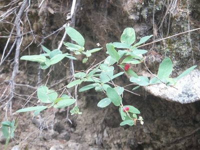 Lonicera utahensis, photographed by dougbrown