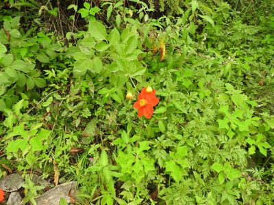Dahlia coccinea, photographed by Oscar Alejandro Morales Juárez