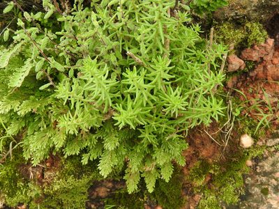 Sedum bourgaei, photographed by Oscar Alejandro Morales Juárez