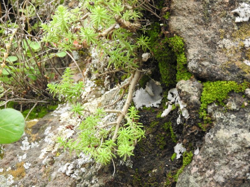 Sedum bourgaei, photographed by Oscar Alejandro Morales Juárez