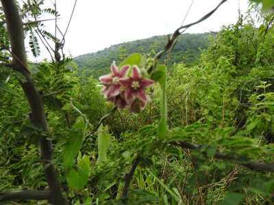 Funastrum elegans, photographed by Oscar Alejandro Morales Juárez