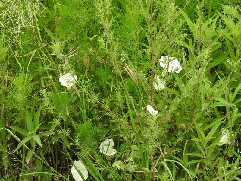 Ipomoea hartwegii, photographed by Oscar Alejandro Morales Juárez