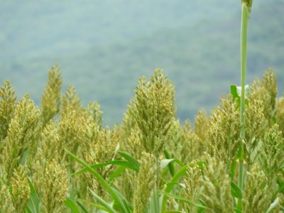 Sorghum bicolor, photographed by Oscar Alejandro Morales Juárez