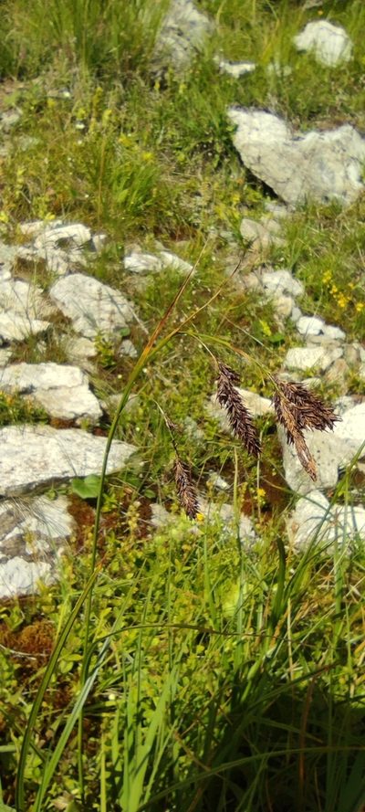 Carex frigida, photographed by Santiago Martín-Bravo