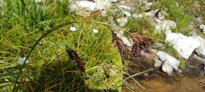 Carex frigida, photographed by Santiago Martín-Bravo