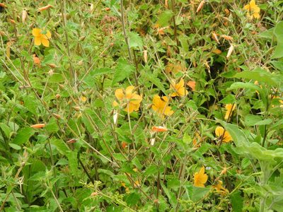 Mentzelia hispida, photographed by Oscar Alejandro Morales Juárez