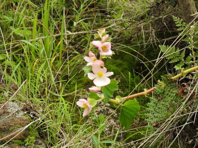 Begonia gracilis, photographed by Oscar Alejandro Morales Juárez
