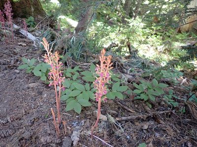 Corallorhiza mertensiana, photographed by John Brew