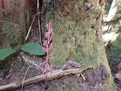 Corallorhiza mertensiana, photographed by John Brew