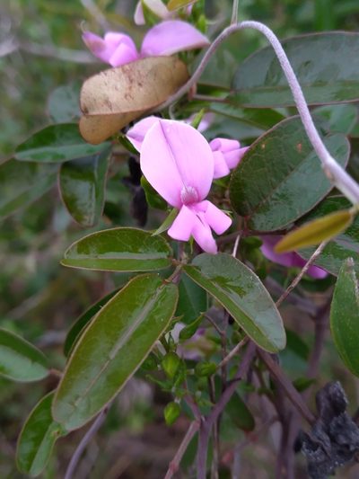 Galactia purshii, photographed by Scott Ward