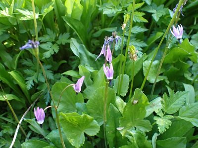 Primula jeffreyi, photographed by John Brew