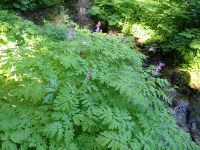 Corydalis scouleri, photographed by John Brew