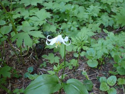 Erythronium montanum, photographed by John Brew