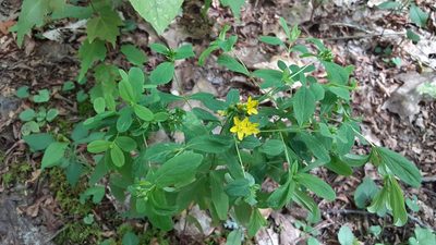 Hypericum punctatum, photographed by Larry Jensen