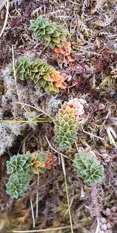 Forstera purpurata, photographed by Katie Jenkins