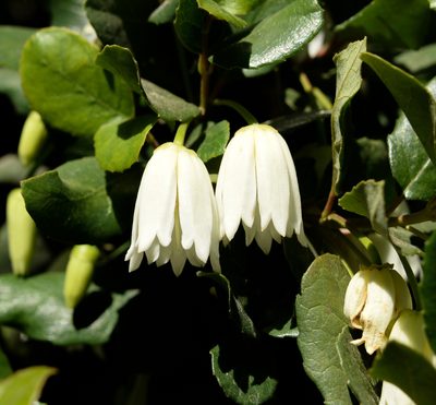 Crinodendron patagua, photographed by Nicolás Villaseca Merino