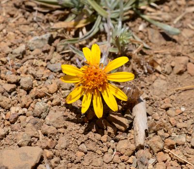 Chaetanthera chilensis, photographed by Nicolás Villaseca Merino
