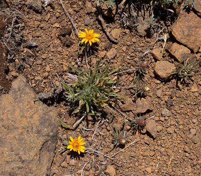 Chaetanthera chilensis, photographed by Nicolás Villaseca Merino
