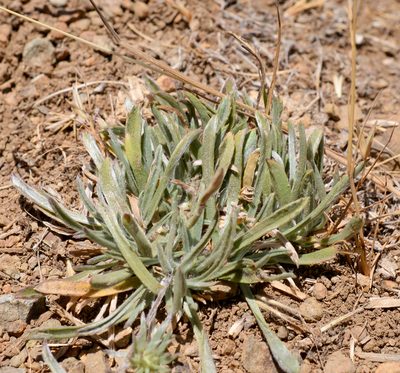 Chaetanthera chilensis, photographed by Nicolás Villaseca Merino