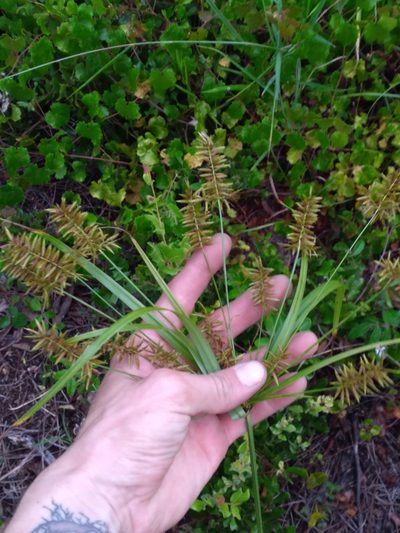 Cyperus tetragonus, photographed by Scott Ward