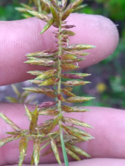 Cyperus tetragonus, photographed by Scott Ward