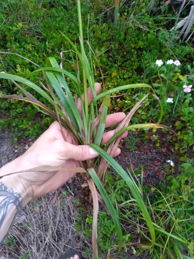 Cyperus tetragonus, photographed by Scott Ward