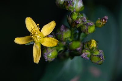 Hypericum punctatum, photographed by Ben Smith