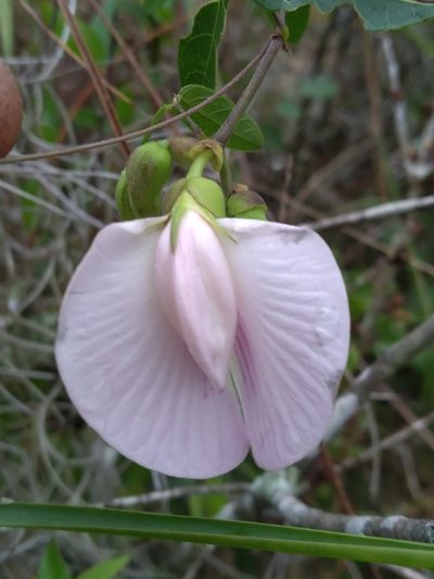 Centrosema arenicola, photographed by Scott Ward