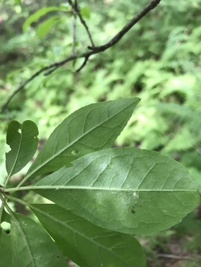 Ilex laevigata, photographed by Desiree L. Narango