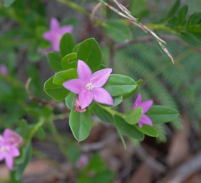Crowea saligna, photographed by Gary Williams