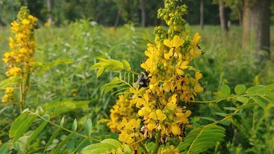 Senna hebecarpa, photographed by Ryan Sorrells