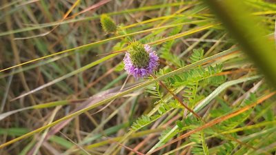 Dalea foliosa, photographed by Ryan Sorrells