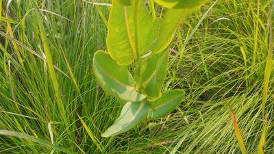 Asclepias sullivantii, photographed by Ryan Sorrells