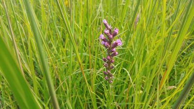 Liatris spicata, photographed by Ryan Sorrells