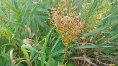 Filipendula rubra, photographed by Ryan Sorrells