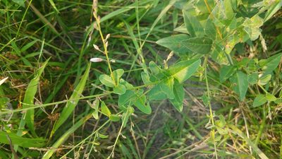 Desmodium illinoense, photographed by Ryan Sorrells
