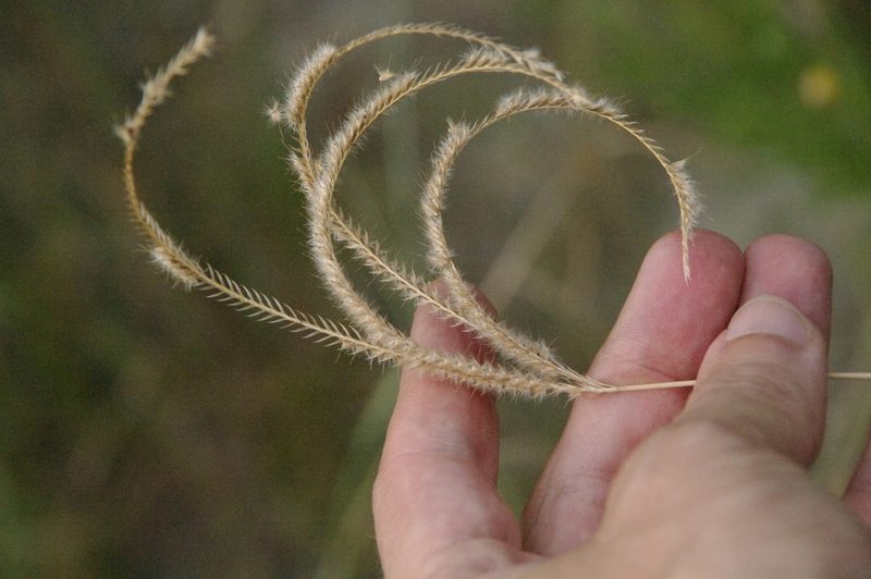 Stapfochloa canterae, photographed by Eric Knight