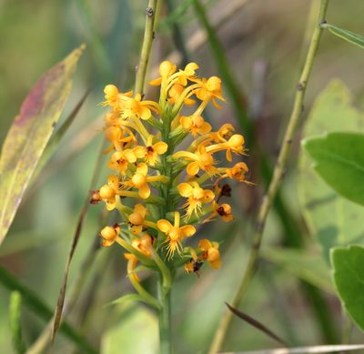 Platanthera cristata, photographed by Lauren McLaurin