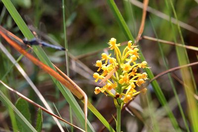 Platanthera cristata, photographed by Lauren McLaurin