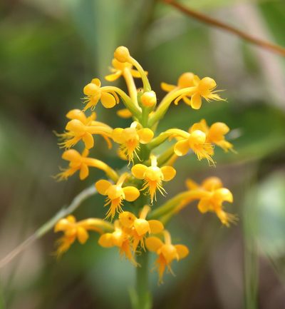 Platanthera cristata, photographed by Lauren McLaurin