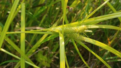 Carex frankii, photographed by Ryan Sorrells