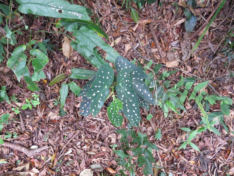 Begonia maculata, photographed by Victor Farjalla Pontes