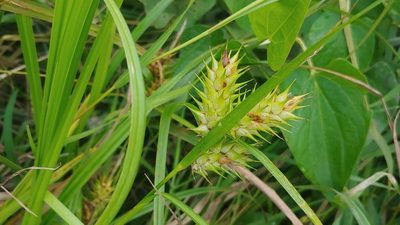 Carex lupulina, photographed by Ryan Sorrells