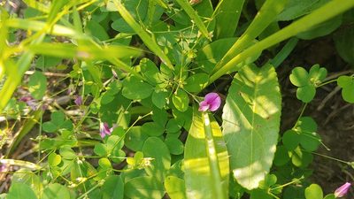Lespedeza frutescens, photographed by Ryan Sorrells
