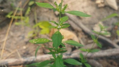 Hedeoma pulegioides, photographed by Ryan Sorrells