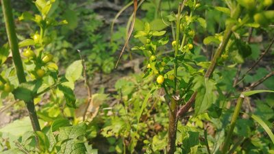 Dasistoma macrophylla, photographed by Ryan Sorrells