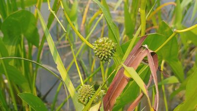 Sparganium eurycarpum, photographed by Ryan Sorrells