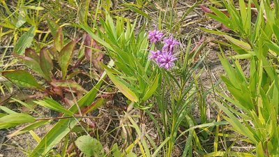 Liatris cylindracea, photographed by Ryan Sorrells